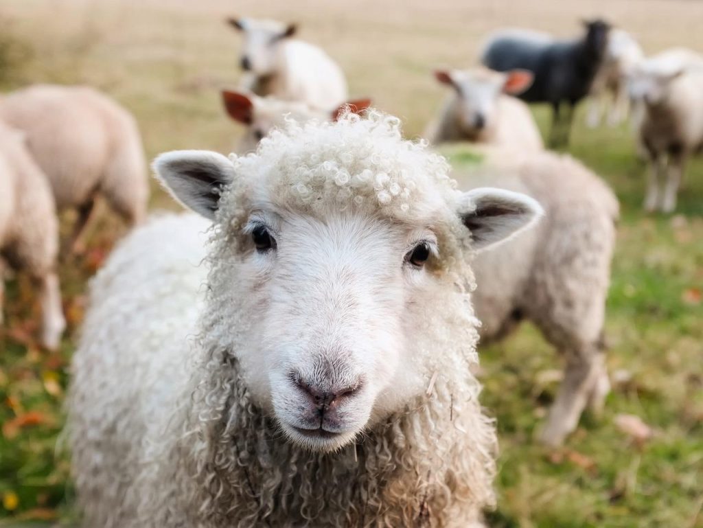 Boer in de melkstal tijdens het melken van koeien - het leven van een boer in Nederland