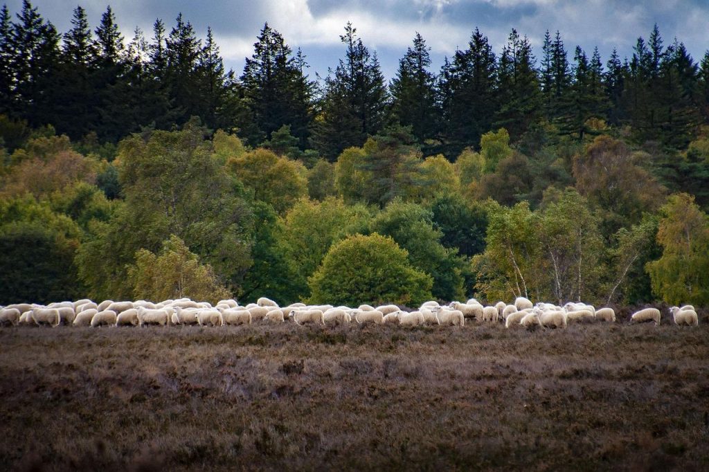 Groene natuurlandschap met bosgebied op de Veluwe, ideale uitvalsbasis voor avontuur en ontspanning